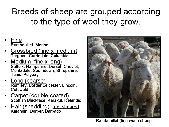 Breeds of sheep are grouped according to the type of wool they grow. •