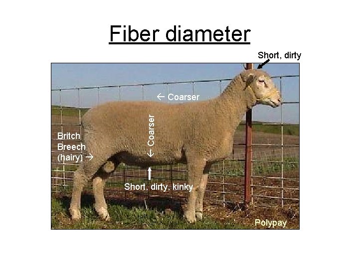 Fiber diameter Short, dirty Britch Breech (hairy) Coarser Short, dirty, kinky Polypay 
