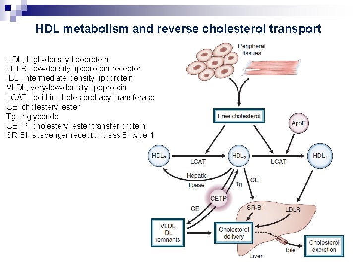 HDL metabolism and reverse cholesterol transport HDL, high-density lipoprotein LDLR, low-density lipoprotein receptor IDL,