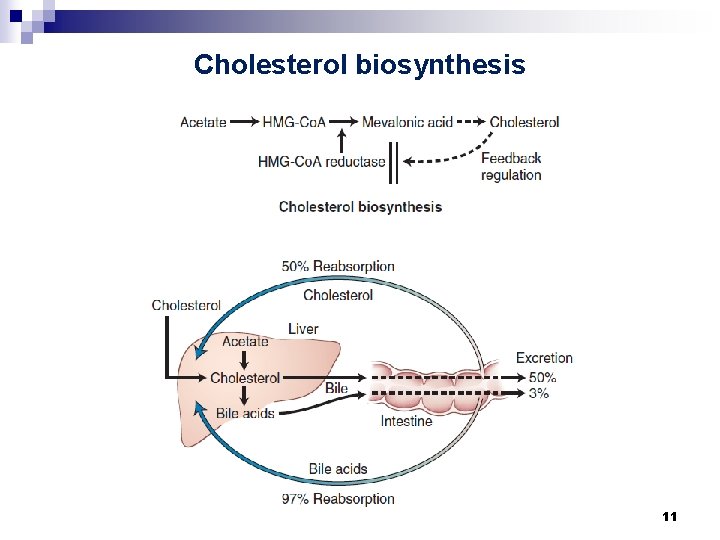 Cholesterol biosynthesis 11 
