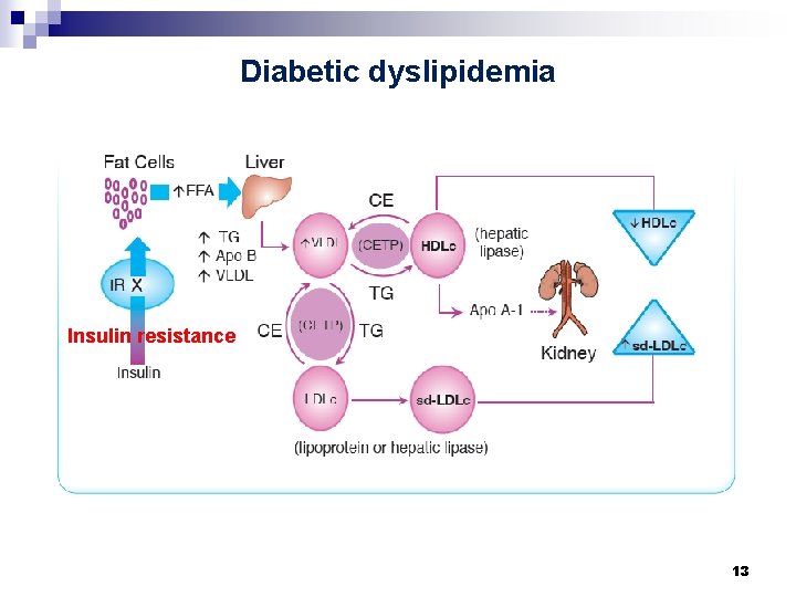 Diabetic dyslipidemia Insulin resistance 13 