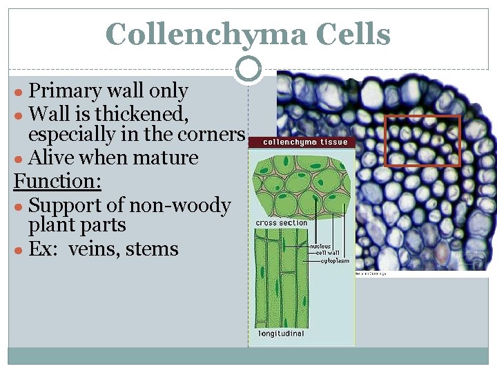 Collenchyma Cells ● Primary wall only ● Wall is thickened, especially in the corners