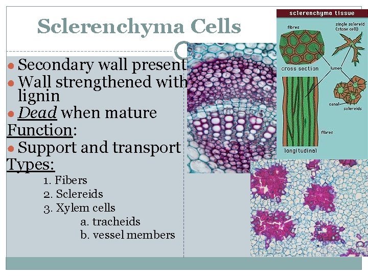 Sclerenchyma Cells ● Secondary wall present ● Wall strengthened with lignin ● Dead when