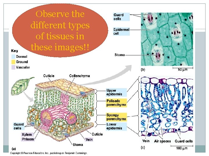 Observe the different types of tissues in these images!! 