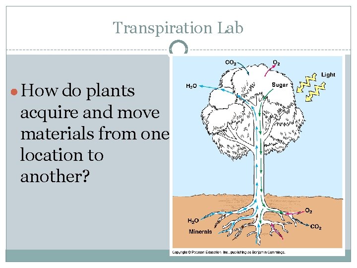 Transpiration Lab ● How do plants acquire and move materials from one location to