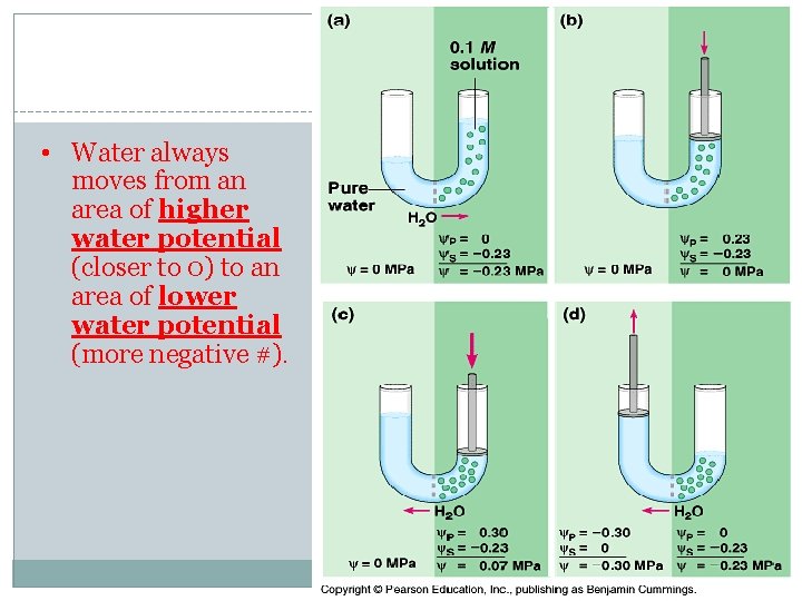  • Water always moves from an area of higher water potential (closer to