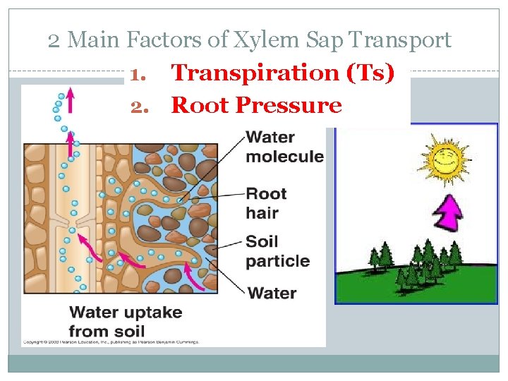 2 Main Factors of Xylem Sap Transport 1. Transpiration (Ts) 2. Root Pressure 