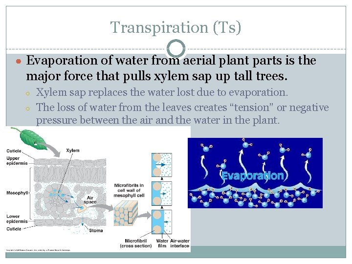Transpiration (Ts) ● Evaporation of water from aerial plant parts is the major force