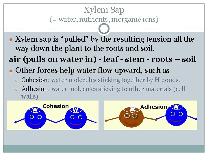 Xylem Sap (= water, nutrients, inorganic ions) ● Xylem sap is “pulled” by the