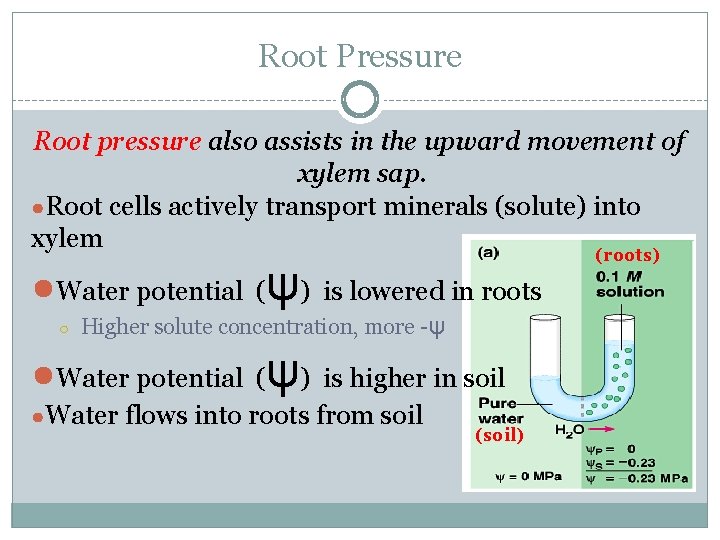 Root Pressure Root pressure also assists in the upward movement of xylem sap. ●Root