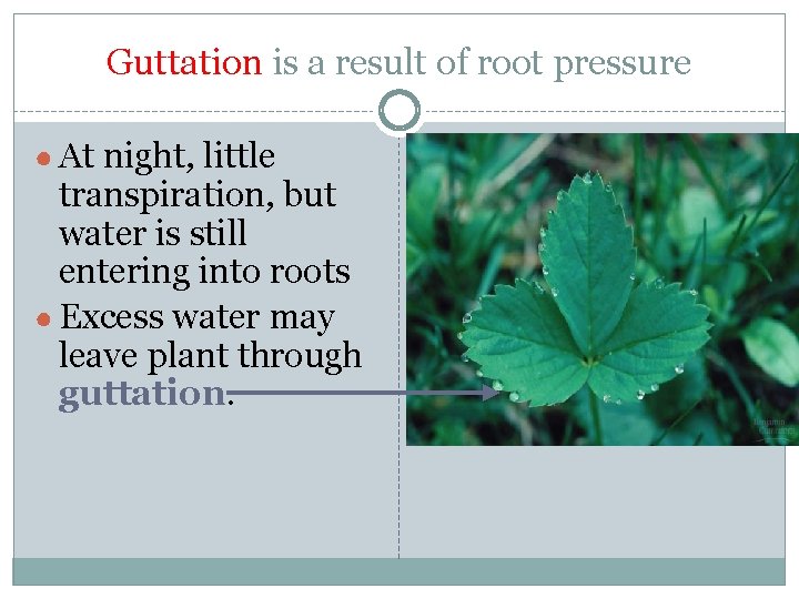 Guttation is a result of root pressure ● At night, little transpiration, but water