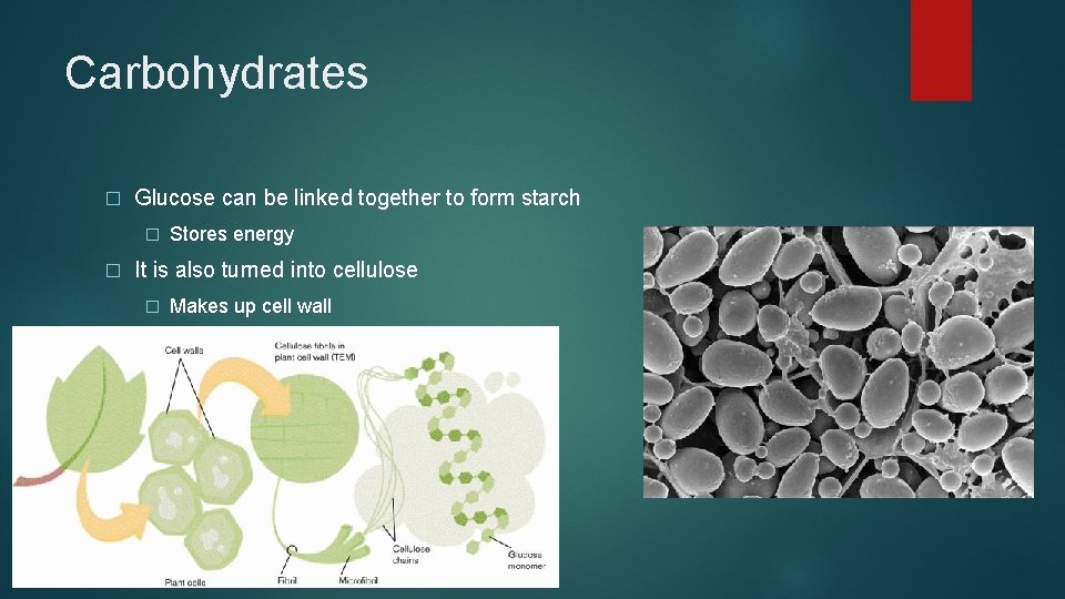 Carbohydrates � Glucose can be linked together to form starch � � Stores energy