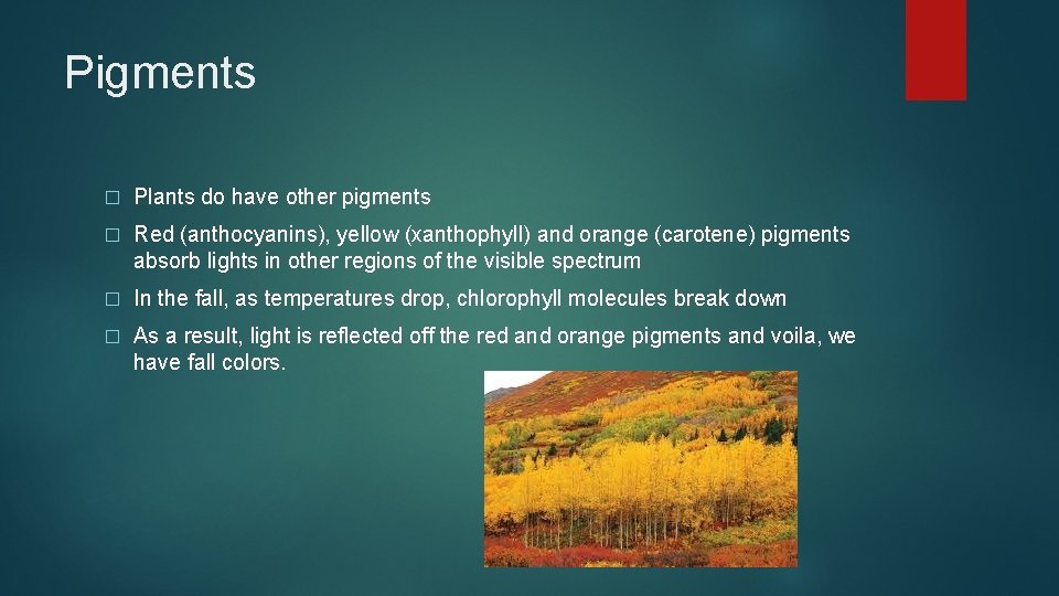 Pigments � Plants do have other pigments � Red (anthocyanins), yellow (xanthophyll) and orange