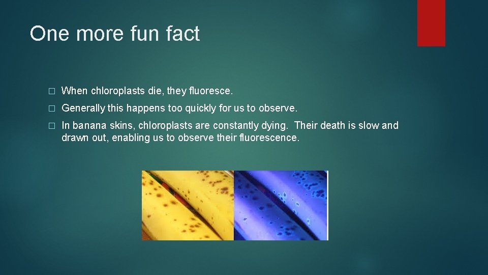 One more fun fact � When chloroplasts die, they fluoresce. � Generally this happens