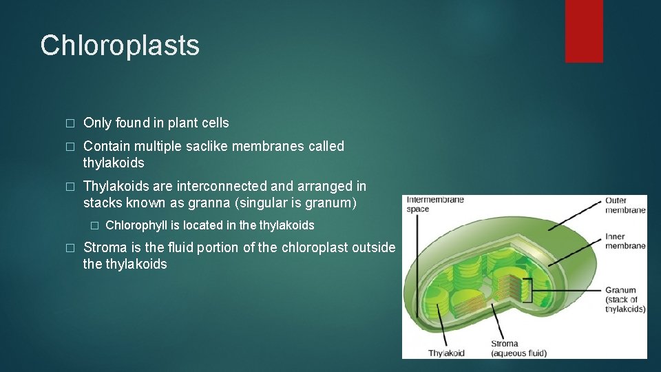 Chloroplasts � Only found in plant cells � Contain multiple saclike membranes called thylakoids