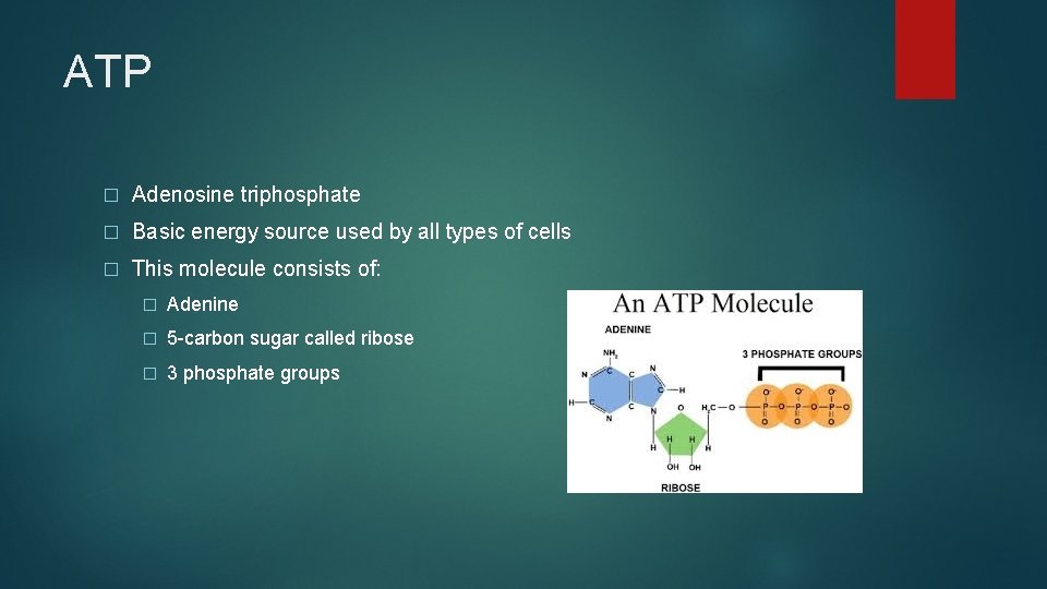 ATP � Adenosine triphosphate � Basic energy source used by all types of cells