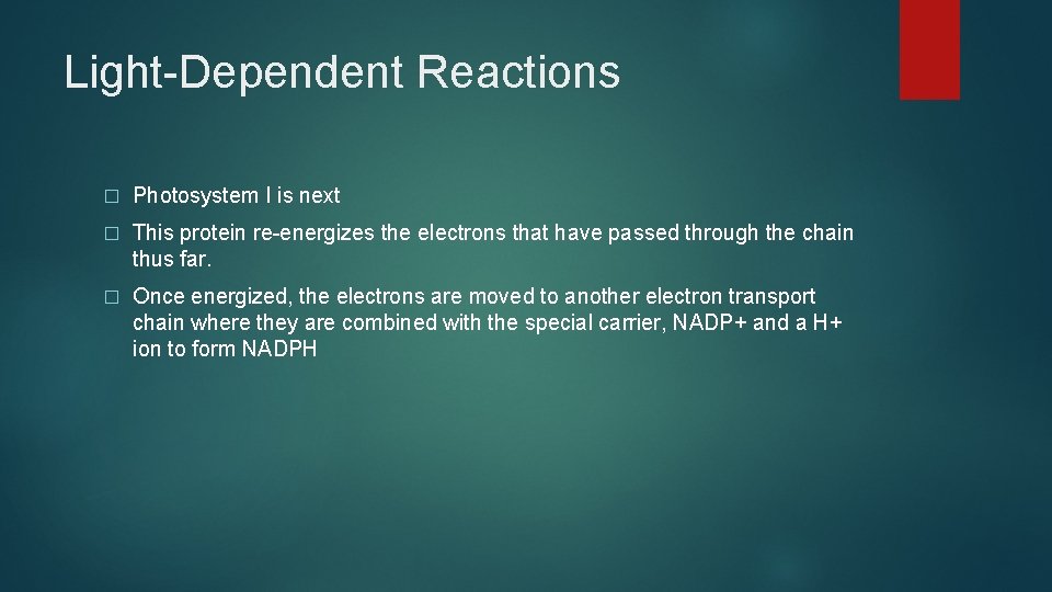 Light-Dependent Reactions � Photosystem I is next � This protein re-energizes the electrons that