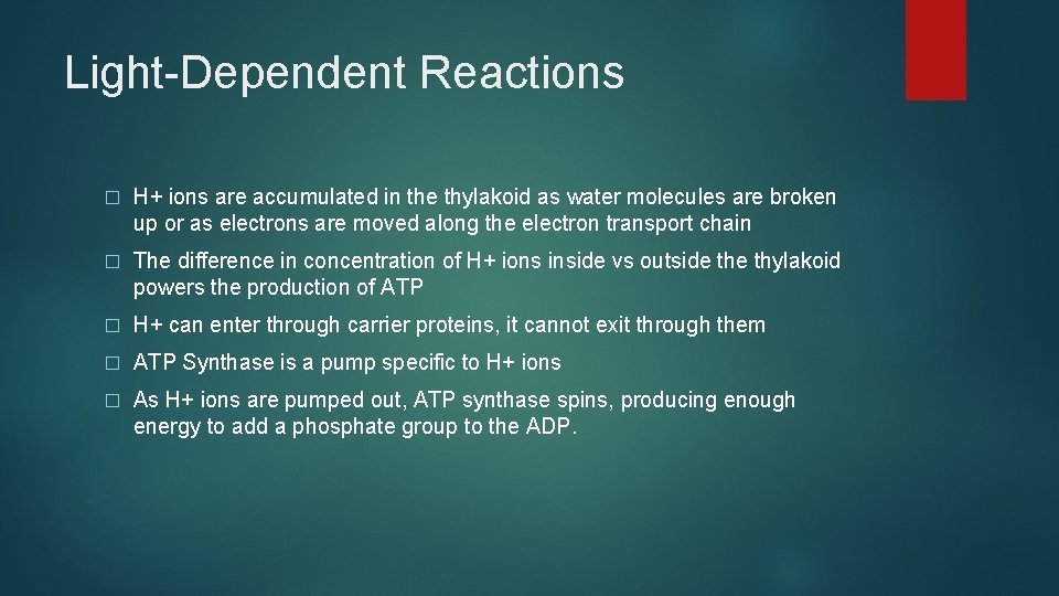 Light-Dependent Reactions � H+ ions are accumulated in the thylakoid as water molecules are