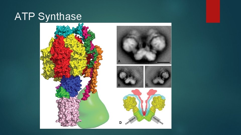 ATP Synthase 