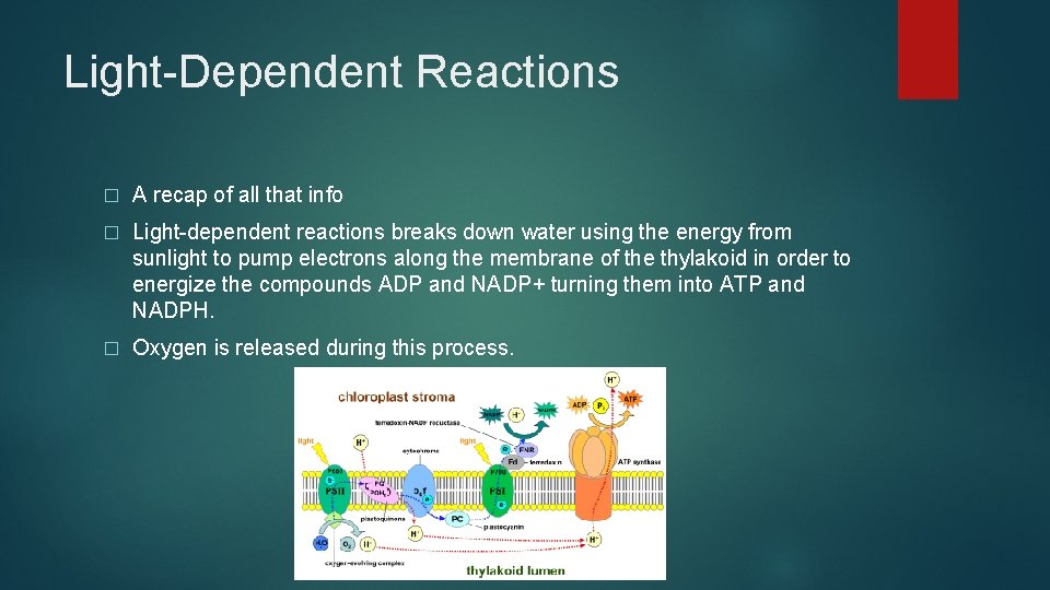 Light-Dependent Reactions � A recap of all that info � Light-dependent reactions breaks down