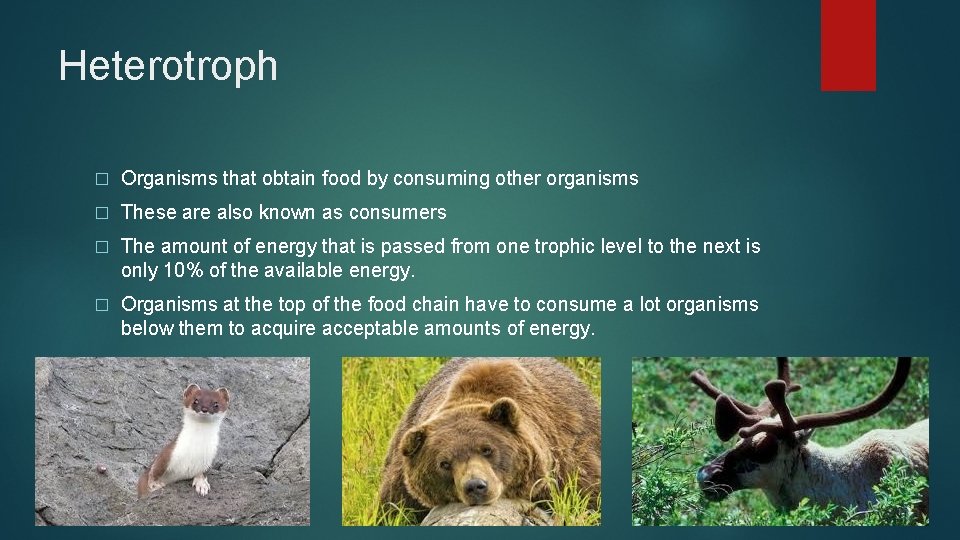 Heterotroph � Organisms that obtain food by consuming other organisms � These are also