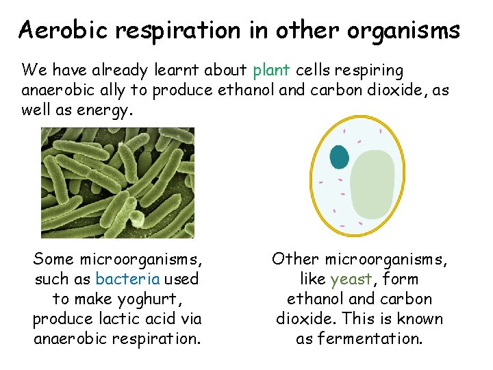 Aerobic respiration in other organisms We have already learnt about plant cells respiring anaerobic