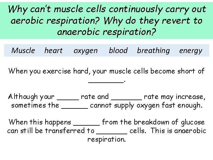Why can’t muscle cells continuously carry out aerobic respiration? Why do they revert to