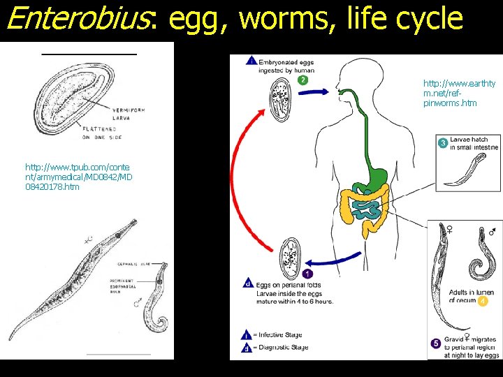 Enterobius: egg, worms, life cycle http: //www. earthty m. net/refpinworms. htm http: //www. tpub.