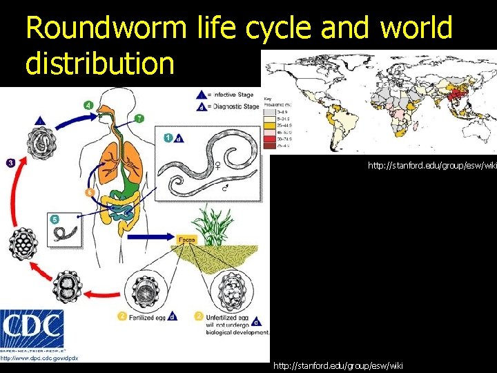 Roundworm life cycle and world distribution http: //stanford. edu/group/esw/wiki 