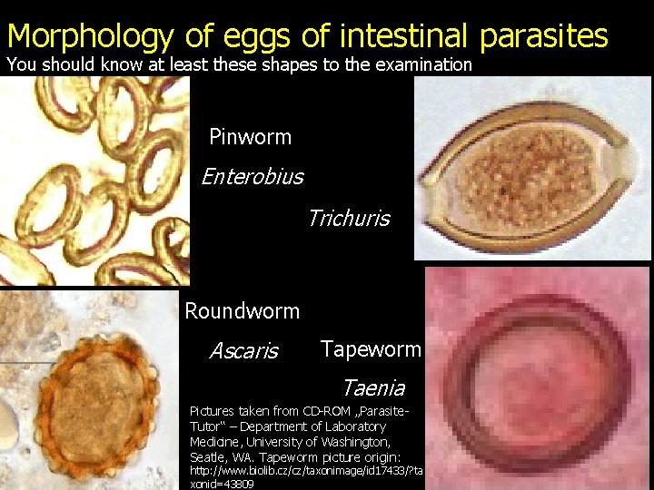 Morphology of eggs of intestinal parasites You should know at least these shapes to