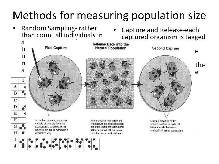 Methods for measuring population size • Random Sampling- rather than count all individuals in