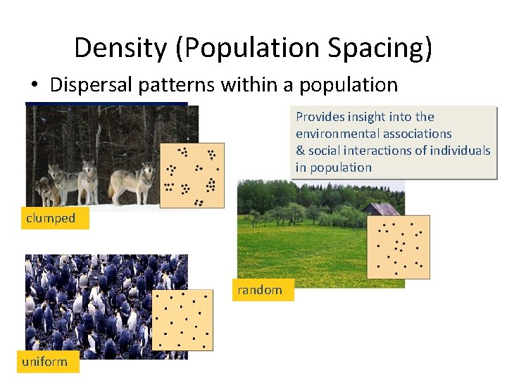 Density (Population Spacing) • Dispersal patterns within a population Provides insight into the environmental
