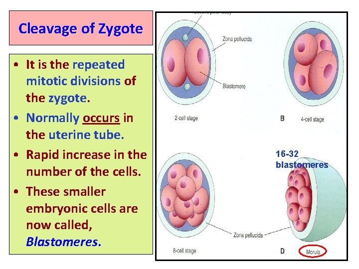 Cleavage of Zygote • It is the repeated mitotic divisions of the zygote. •