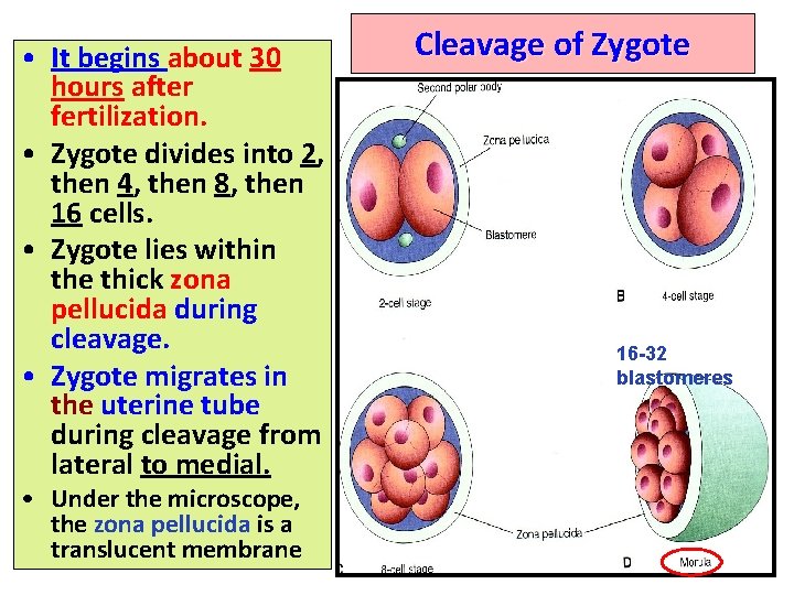  • It begins about 30 hours after fertilization. • Zygote divides into 2,