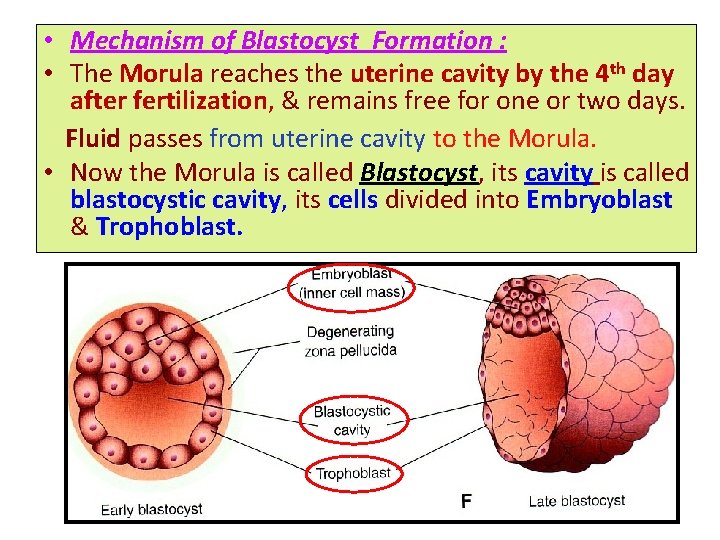  • Mechanism of Blastocyst Formation : • The Morula reaches the uterine cavity