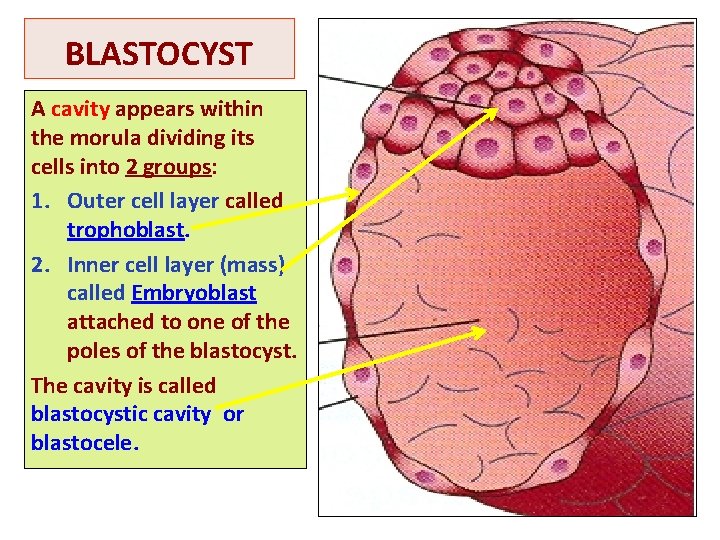BLASTOCYST A cavity appears within the morula dividing its cells into 2 groups: 1.