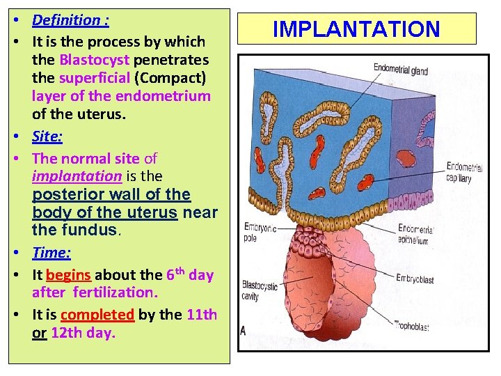  • Definition : • It is the process by which the Blastocyst penetrates