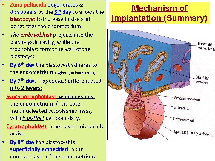  • Zona pellucida degenerates & disappears by the 5 th day to allows