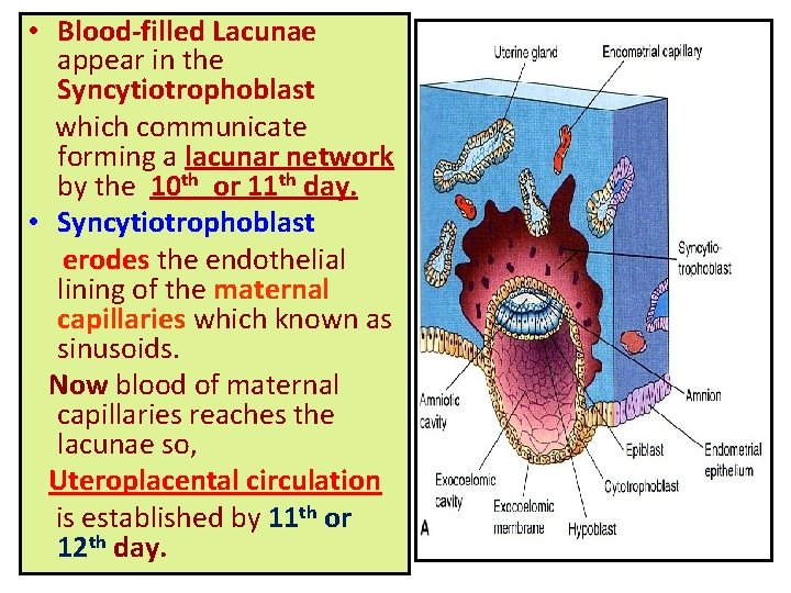  • Blood-filled Lacunae appear in the Syncytiotrophoblast which communicate forming a lacunar network