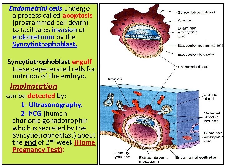 Endometrial cells undergo a process called apoptosis (programmed cell death) to facilitates invasion of