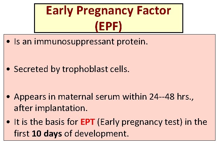 Early Pregnancy Factor (EPF) • Is an immunosuppressant protein. • Secreted by trophoblast cells.