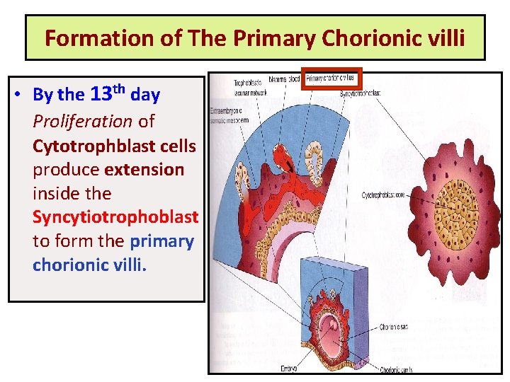 Formation of The Primary Chorionic villi • By the 13 th day Proliferation of