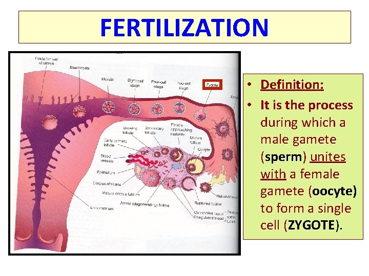 FERTILIZATION • Definition: • It is the process during which a male gamete (sperm)