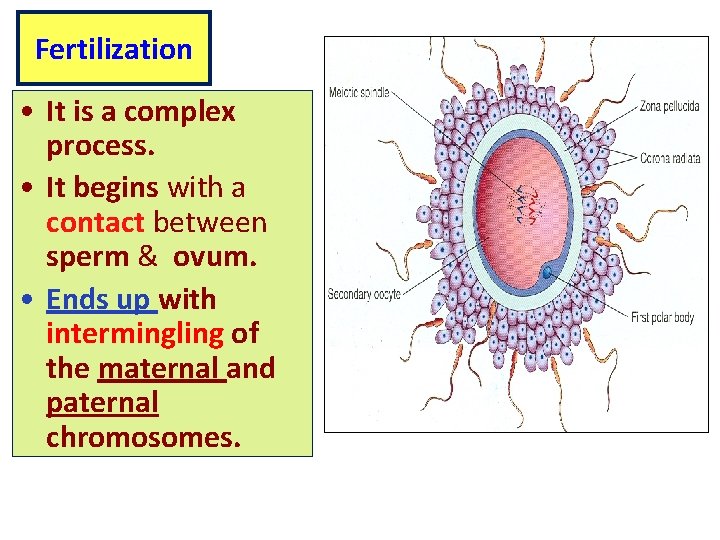 Fertilization • It is a complex process. • It begins with a contact between