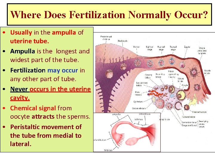 Where Does Fertilization Normally Occur? • Usually in the ampulla of uterine tube. •