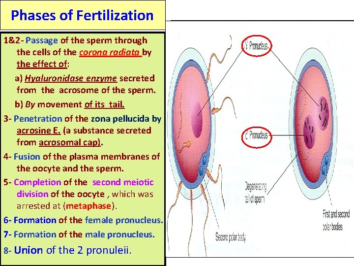 Phases of Fertilization 1&2 - Passage of the sperm through the cells of the