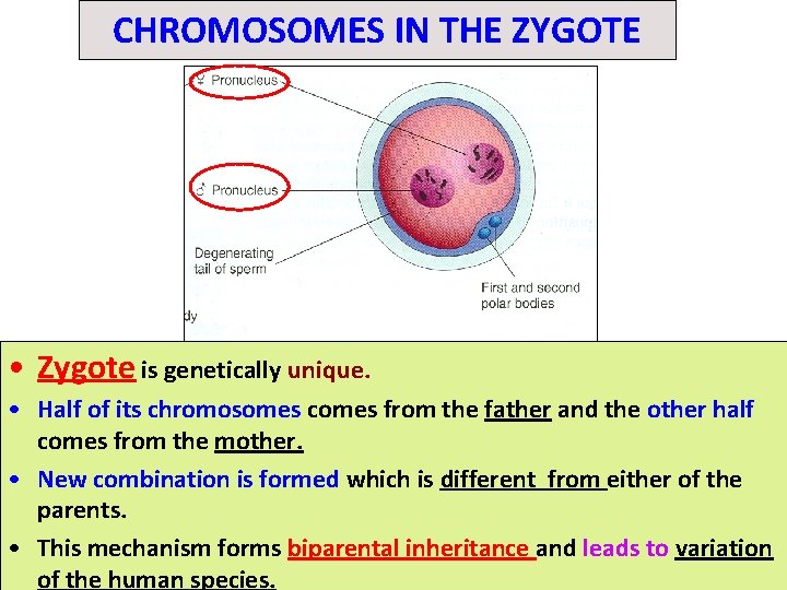 CHROMOSOMES IN THE ZYGOTE • Zygote is genetically unique. • Half of its chromosomes