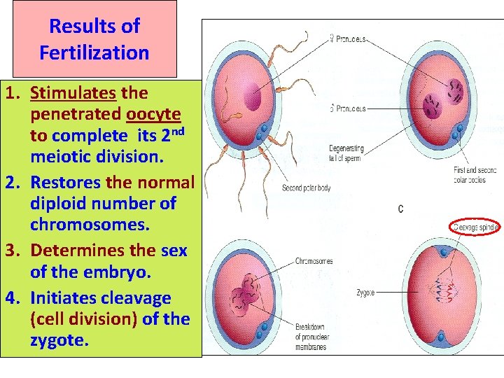 Results of Fertilization 1. Stimulates the penetrated oocyte to complete its 2 nd meiotic