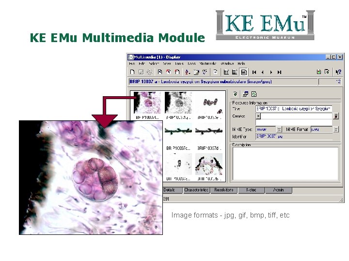 KE EMu Multimedia Module Image formats - jpg, gif, bmp, tiff, etc 