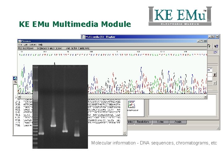 KE EMu Multimedia Module Molecular information - DNA sequences, chromatograms, etc 